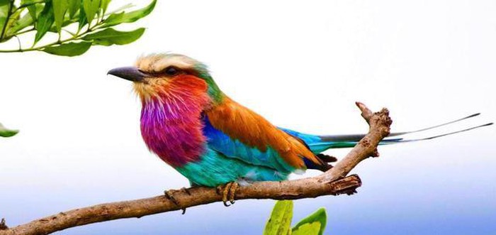Thích thú loài chim xinh đẹp tuyệt mỹ nhưng cực kỳ thủy chung - Hình 12
