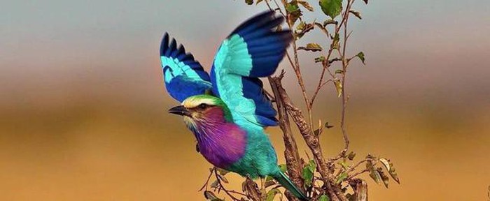 Thích thú loài chim xinh đẹp tuyệt mỹ nhưng cực kỳ thủy chung - Hình 11
