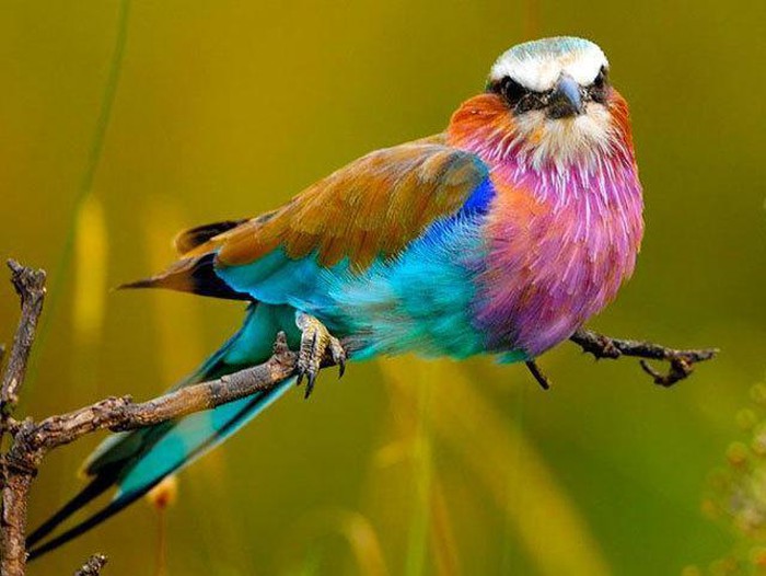 Thích thú loài chim xinh đẹp tuyệt mỹ nhưng cực kỳ thủy chung - Hình 8