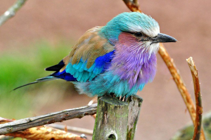 Thích thú loài chim xinh đẹp tuyệt mỹ nhưng cực kỳ thủy chung - Hình 9