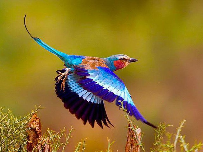 Thích thú loài chim xinh đẹp tuyệt mỹ nhưng cực kỳ thủy chung - Hình 15