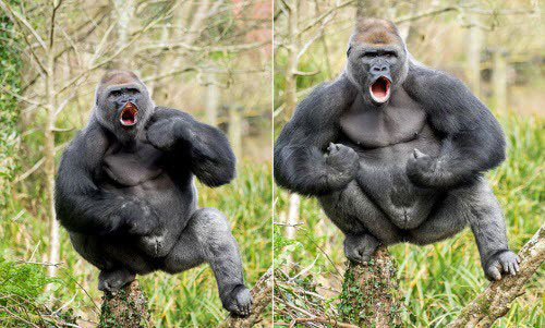 Khỉ đột: Nếu bạn muốn thưởng thức khả năng tinh thông của loài khỉ đột, hãy xem hình ảnh này. Tạo dáng điêu luyện và khả năng leo trèo tuyệt vời có thể khiến bạn bất ngờ và đắm say.