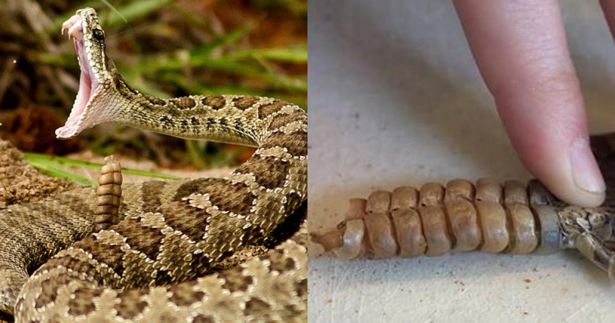 Hãy xem hình ảnh về rắn chuông, loài rắn hiếm của núi rừng Việt Nam với bản sắc độc đáo và vẻ đẹp hoang dã.