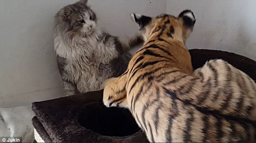 Kỳ lạ hổ và mèo chơi đùa với nhau như bạn thân - Hình 1