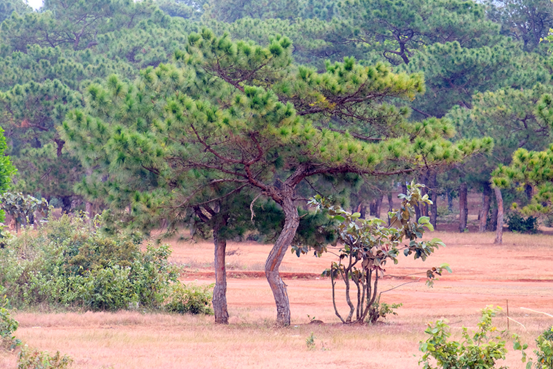 Dạo chơi trên đồi cỏ hồng ở Gia Lai - Hình 5