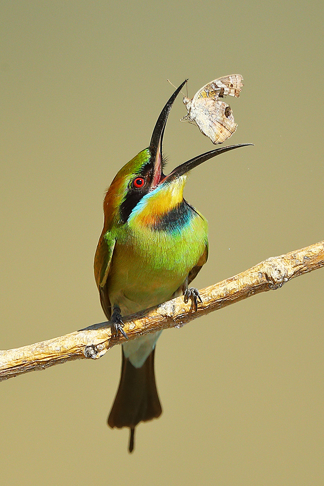 35 hình ảnh con vẹt đẹp nhất Tổng hợp những hình ảnh chim vẹt đẹp