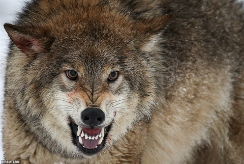 Hình ảnh chó sói hung dữ này có thể khiến bạn nhanh chóng thay đổi tư duy của mình về loài động vật đáng sợ này. Đừng bao giờ đánh giá thế giới xung quanh dựa trên ngoại hình bên ngoài của một con vật, vì bạn sẽ bỏ lỡ những điều phi thường và kỳ diệu của chúng.