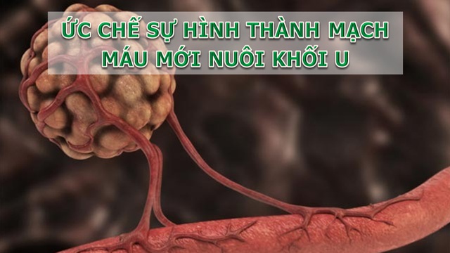 giai phap phong chong ung thu tu goc hoan toan tu nhien d76dd3