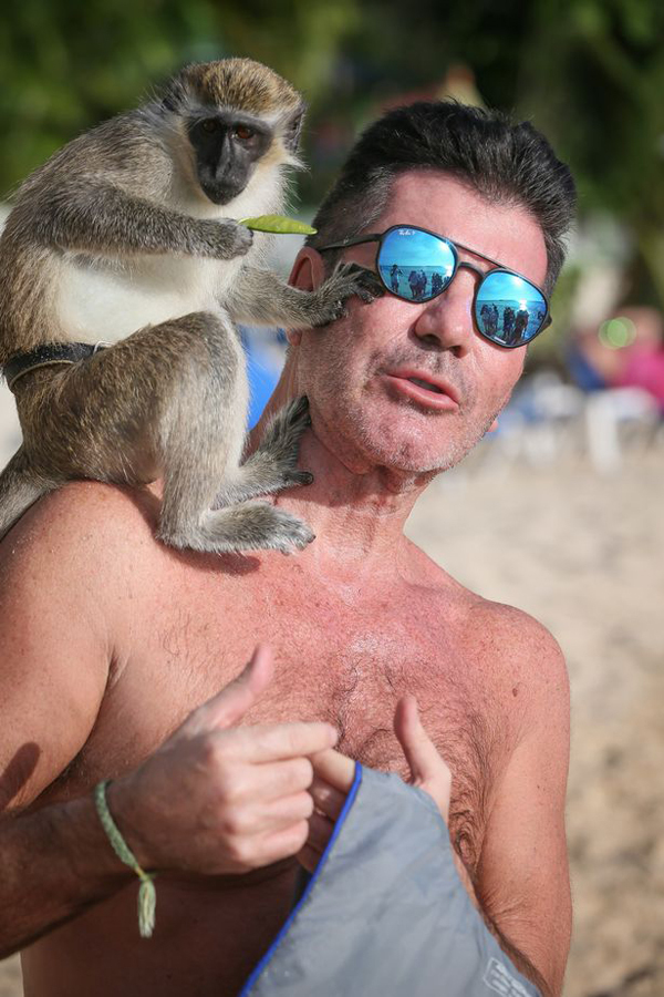 Simon Cowell was teased by monkeys - Picture 2