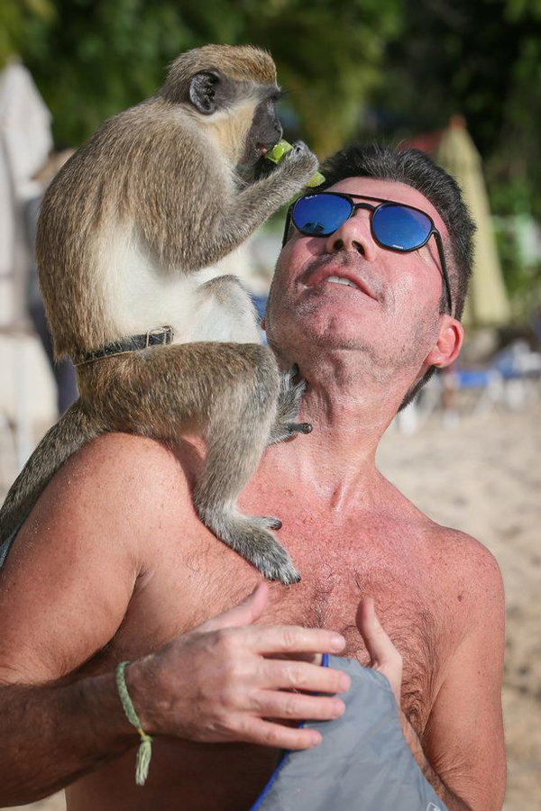 Simon Cowell was teased by a monkey - Picture 3