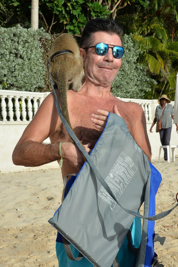 Simon Cowell was teased by monkeys - Picture 1