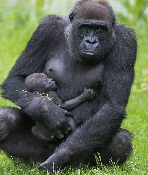 Thiên nhiên trong nụ cười đáng yêu của khỉ đột làm mẹ chắc chắn sẽ khiến bạn cảm thấy ấm áp và yêu thích động vật hơn.