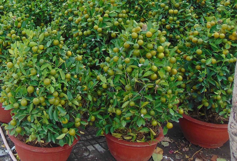 Coi chừng rước bệnh vào thân khi dùng trái kiểng - Hình 3