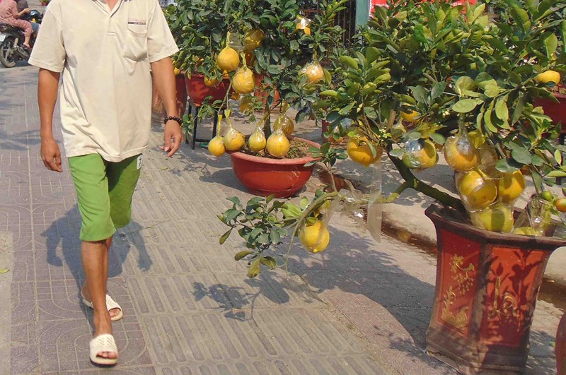 Coi chừng rước bệnh vào thân khi dùng trái kiểng - Hình 2