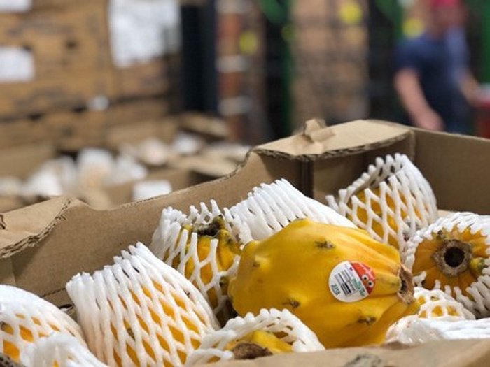 Giá chát: 1 triệu đồng/kg thanh long vàng trưng Tết - Hình 1