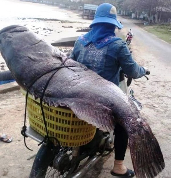 Ngư dân Quảng Trị bắt được cá mú khủng nặng 82 kg đúng ngày 27 Tết - Hình 1