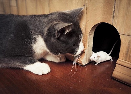Truyện cười về mèo và chuột: Tranh về chú mèo tinh quái và con chuột thông minh sẽ khiến bạn cười rất tươi. Hãy xem để hiểu thêm về tình bạn kì lạ giữa hai con vật trong truyện.