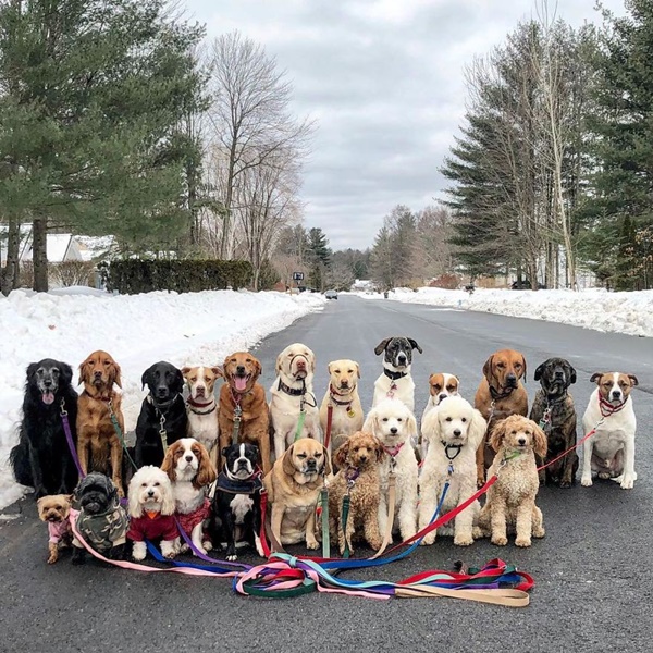 Điểm danh hình ảnh 500 anh em chó đáng yêu và độc đáo nhất