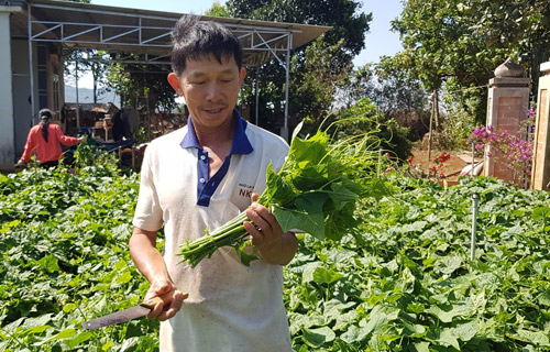 Bắt tay doanh nghiệp làm rau bài bản, bán được giá mơ ước - Hình 2