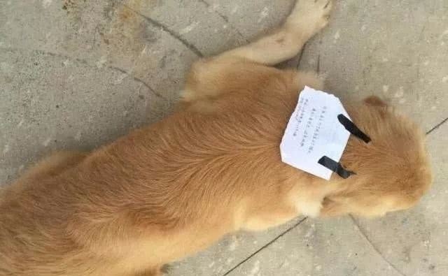 Bị chủ mắng, chú chó bỏ nhà ra đi, lúc trở về còn vác theo cả một khoản nợ - Hình 2