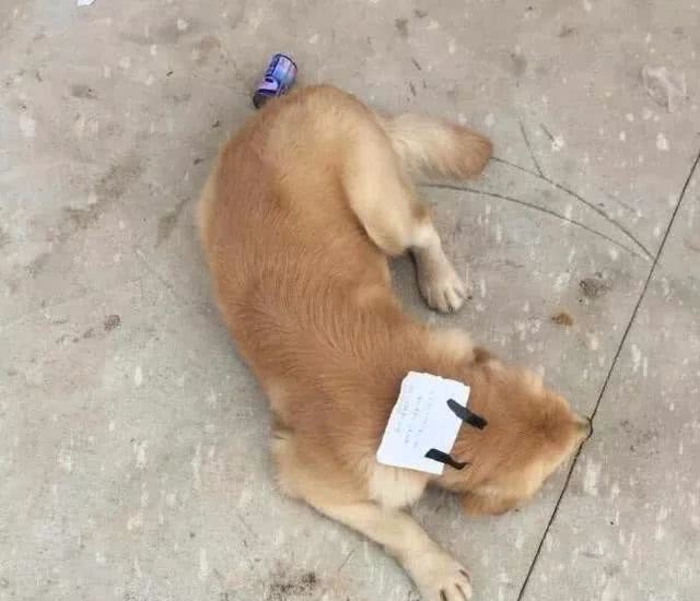 Bị chủ mắng, chú chó bỏ nhà ra đi, lúc trở về còn vác theo cả một khoản nợ - Hình 1
