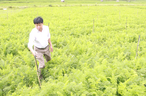 Chủ tịch xã mang giống lúa mới giúp dân đổi đời - Hình 1