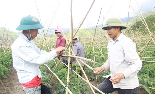 Chủ tịch xã mang giống lúa mới giúp dân đổi đời - Hình 2