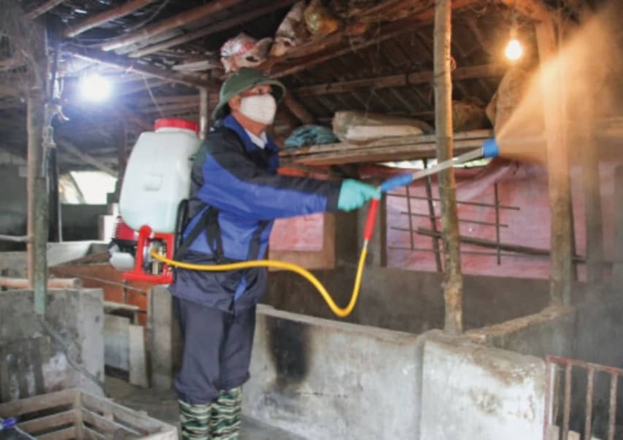 Dịch tả lợn Châu Phi tiếp tục bùng phát, xác lợn chết trôi khắp sông - Hình 2