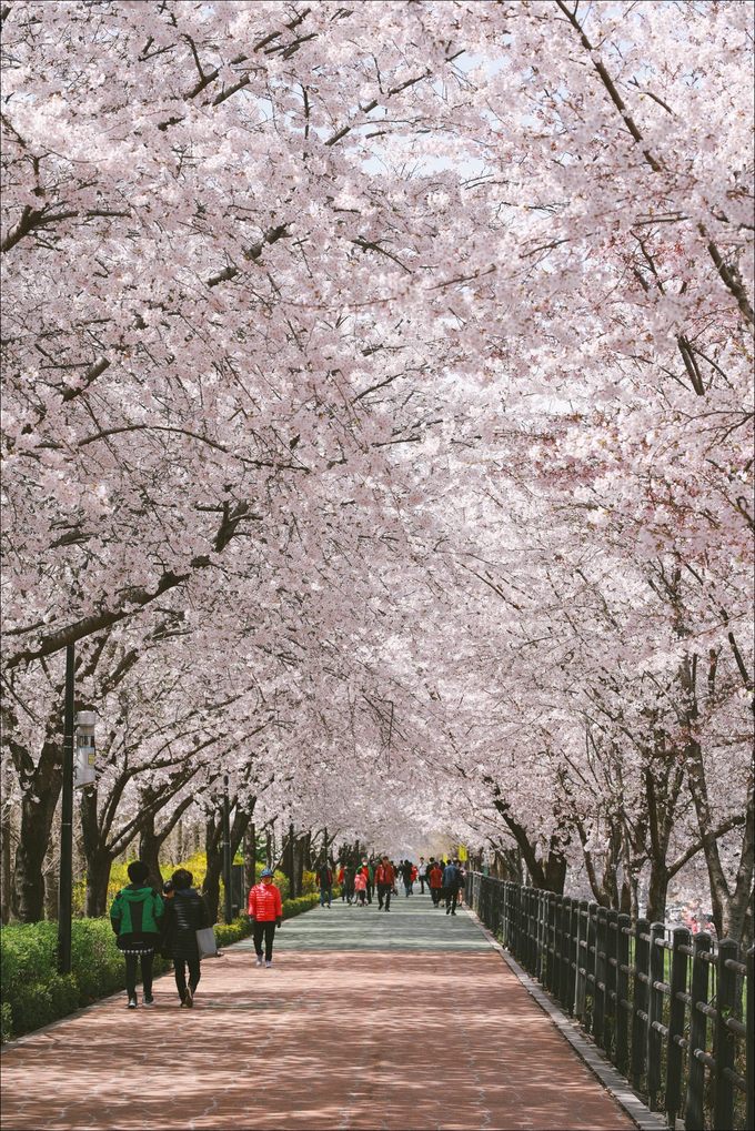 Những cánh hoa anh đào Hàn Quốc trong bức ảnh nền này sẽ khiến bạn cảm thấy như đang thực sự được trải nghiệm xuân Hàn Quốc tuyệt đẹp. Hãy cùng thưởng thức vẻ đẹp tự nhiên của hoa anh đào trong bức ảnh nền này.