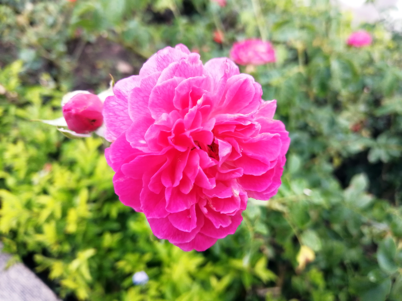 Đánh giá camera Huawei P30 Lite: Chụp đêm liệu có ngon? - Hình 2