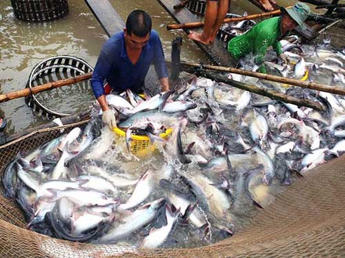 Doanh nghiệp thủy sản xoay xở biến da cá, mỡ cá thành tiền - Hình 1