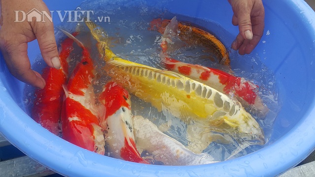 Hải Phòng: Kỹ sư bỏ lương cao về quê nuôi quốc ngư Nhật Bản - Hình 2