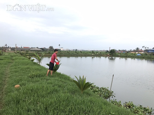 Hải Phòng: Kỹ sư bỏ lương cao về quê nuôi quốc ngư Nhật Bản - Hình 3