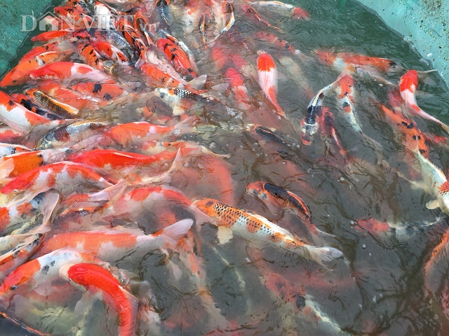 Hải Phòng: Kỹ sư bỏ lương cao về quê nuôi quốc ngư Nhật Bản - Hình 4