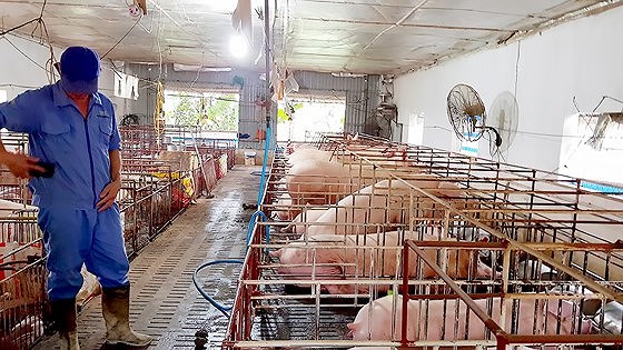 Nhiều địa phương công bố hết dịch tả heo châu Phi - Hình 1