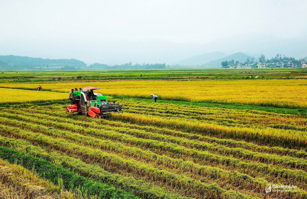 Rộn ràng ngày mùa trên những cánh đồng vàng xứ Nghệ - Hình 6