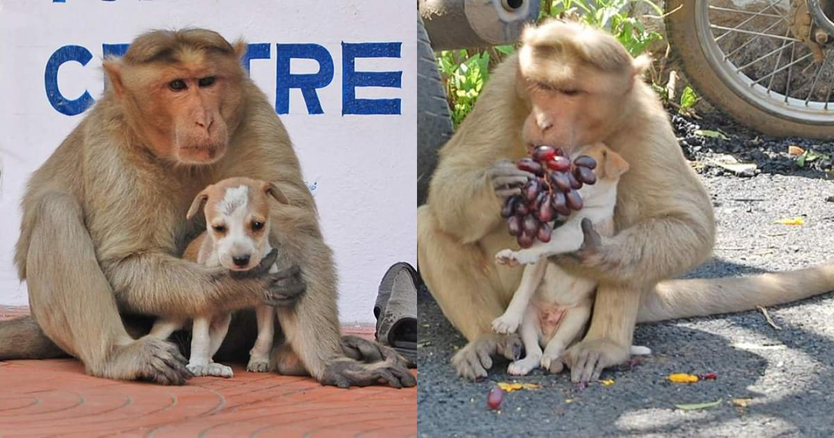 Hình ảnh tình cảm giữa một chú khỉ mẹ và chú chó nhỏ là điều thật đáng yêu để xem. Sự an toàn và tình yêu của mẹ khỉ luôn bao bọc cho chú chó nhỏ làm cho cuộc sống của chúng ta đầy ý nghĩa hơn.