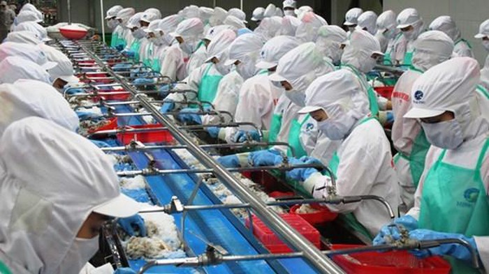 Lợi nhuận giảm sút, Thủy sản Minh Phú của vua tôm Lê Văn Quang dính tin đồn né thuế - Hình 3