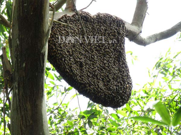 Ly kỳ cao thủ lội sình rừng ngập đối mặt với hung thần ong vò vẽ - Hình 2