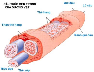 Những bí mật về kích thước của cậu nhỏ - Hình 1