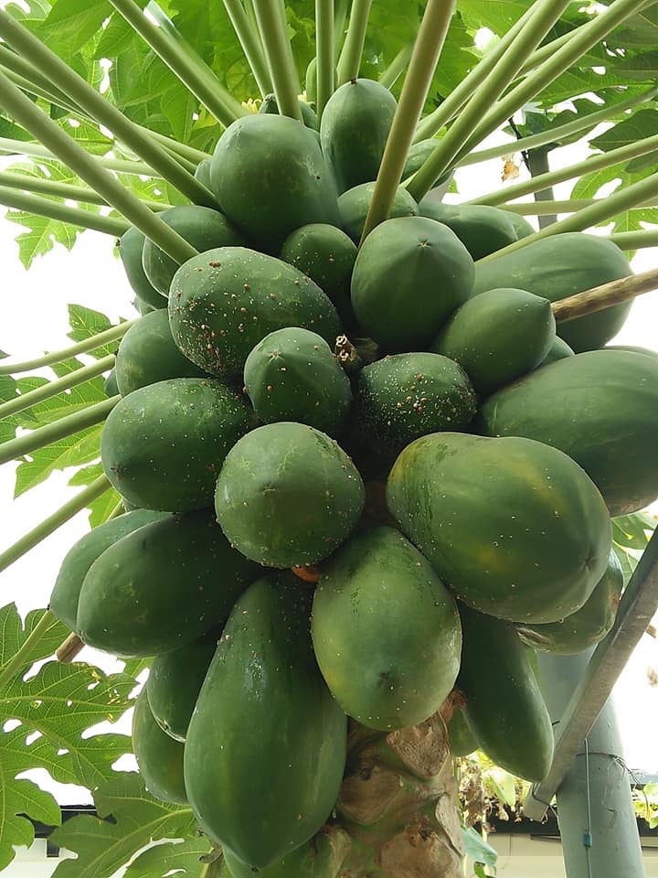 Trang trại vui vẻ với đủ rau quả và gà sạch của người phụ nữ đảm đang ở TP. HCM - Hình 14