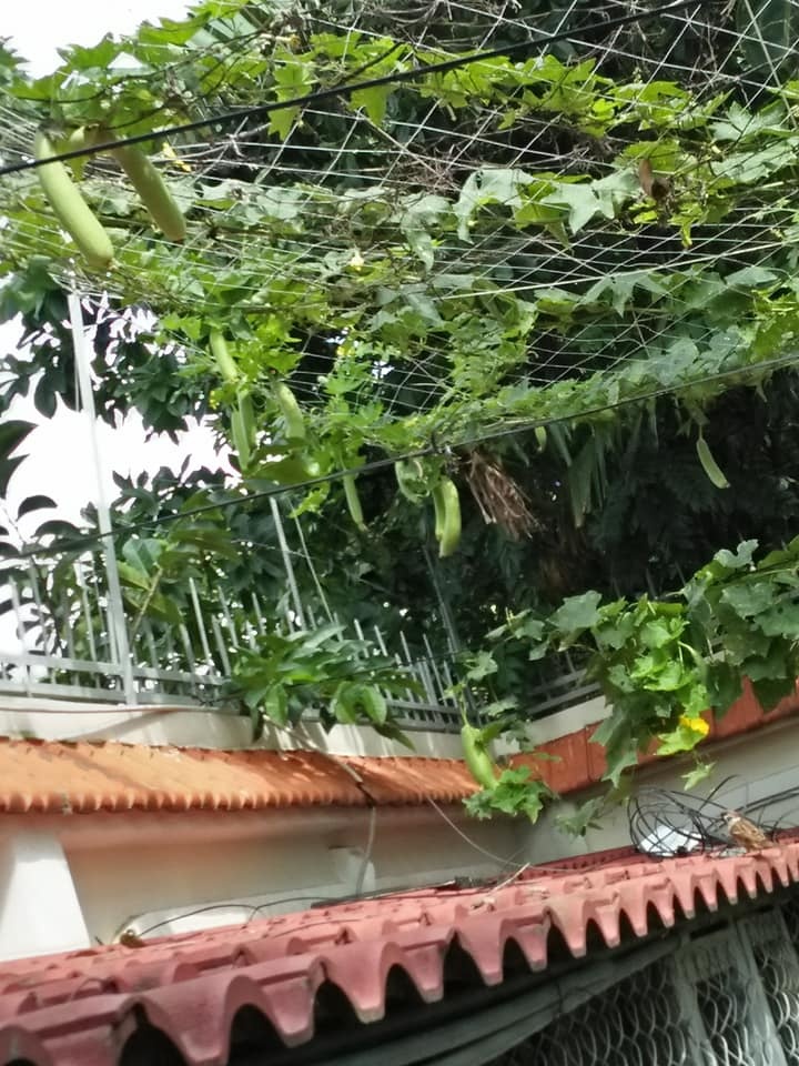 Trang trại vui vẻ với đủ rau quả và gà sạch của người phụ nữ đảm đang ở TP. HCM - Hình 4