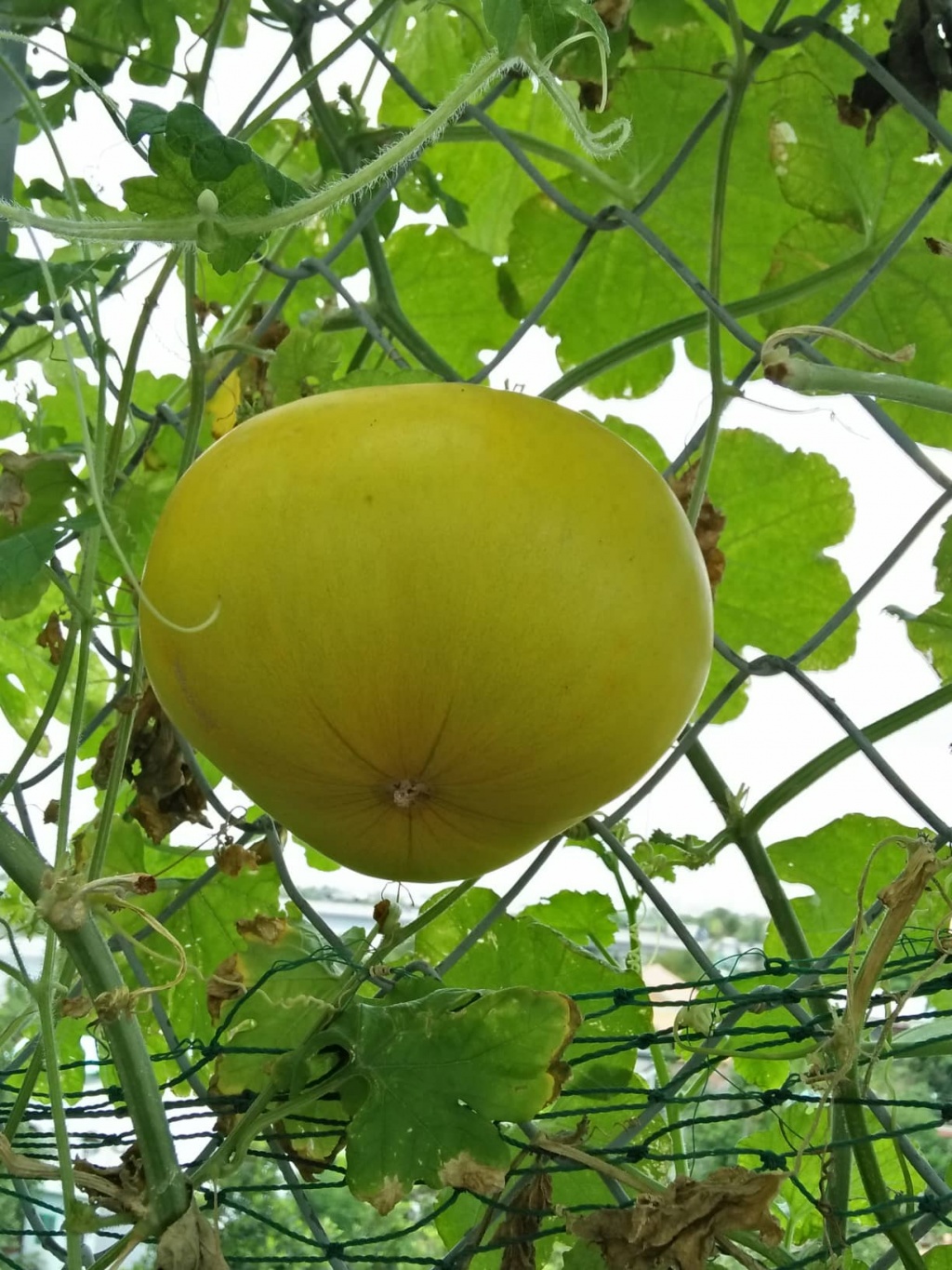 Trang trại vui vẻ với đủ rau quả và gà sạch của người phụ nữ đảm đang ở TP. HCM - Hình 10