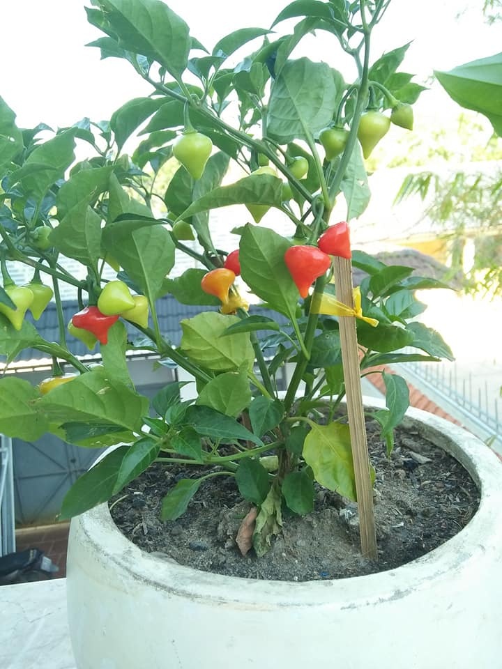 Trang trại vui vẻ với đủ rau quả và gà sạch của người phụ nữ đảm đang ở TP. HCM - Hình 29