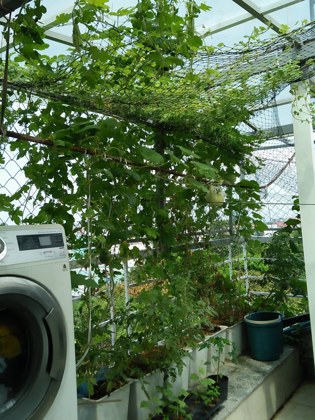 Trang trại vui vẻ với đủ rau quả và gà sạch của người phụ nữ đảm đang ở TP. HCM - Hình 18