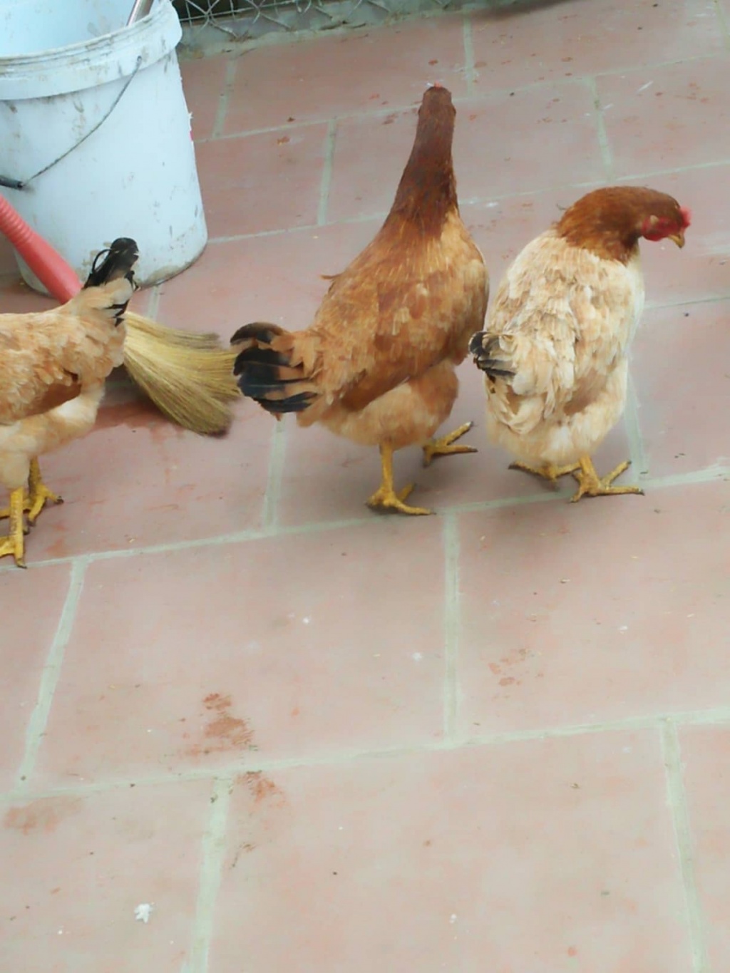 Trang trại vui vẻ với đủ rau quả và gà sạch của người phụ nữ đảm đang ở TP. HCM - Hình 34
