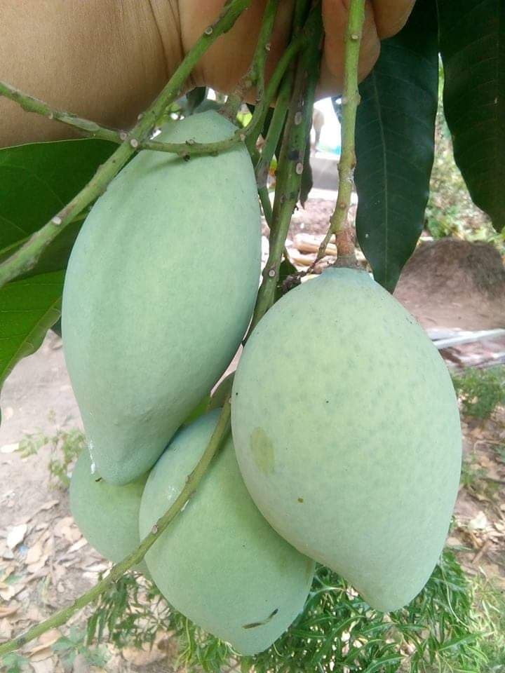 Trang trại vui vẻ với đủ rau quả và gà sạch của người phụ nữ đảm đang ở TP. HCM - Hình 23