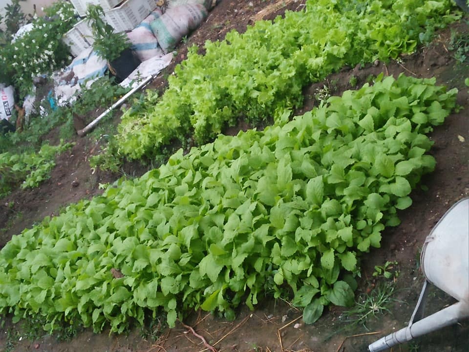 Trang trại vui vẻ với đủ rau quả và gà sạch của người phụ nữ đảm đang ở TP. HCM - Hình 5