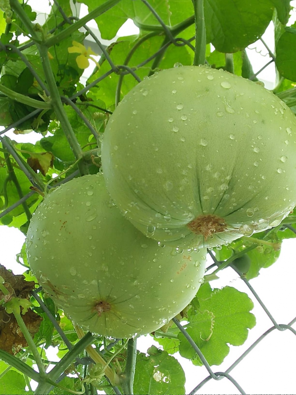 Trang trại vui vẻ với đủ rau quả và gà sạch của người phụ nữ đảm đang ở TP. HCM - Hình 16