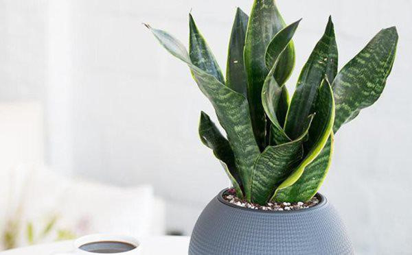 Cây lưỡi hổ vừa có tác dụng hút độc tố, phong thủy - Hình 1